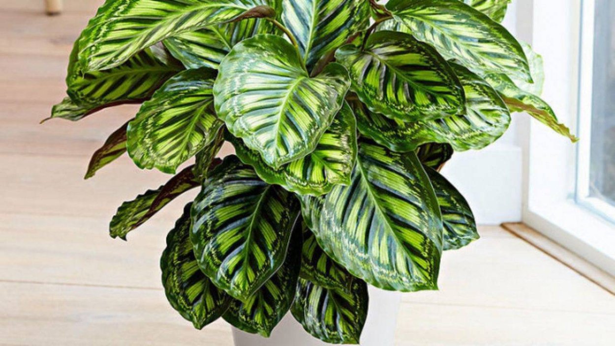 Ктенанта литце