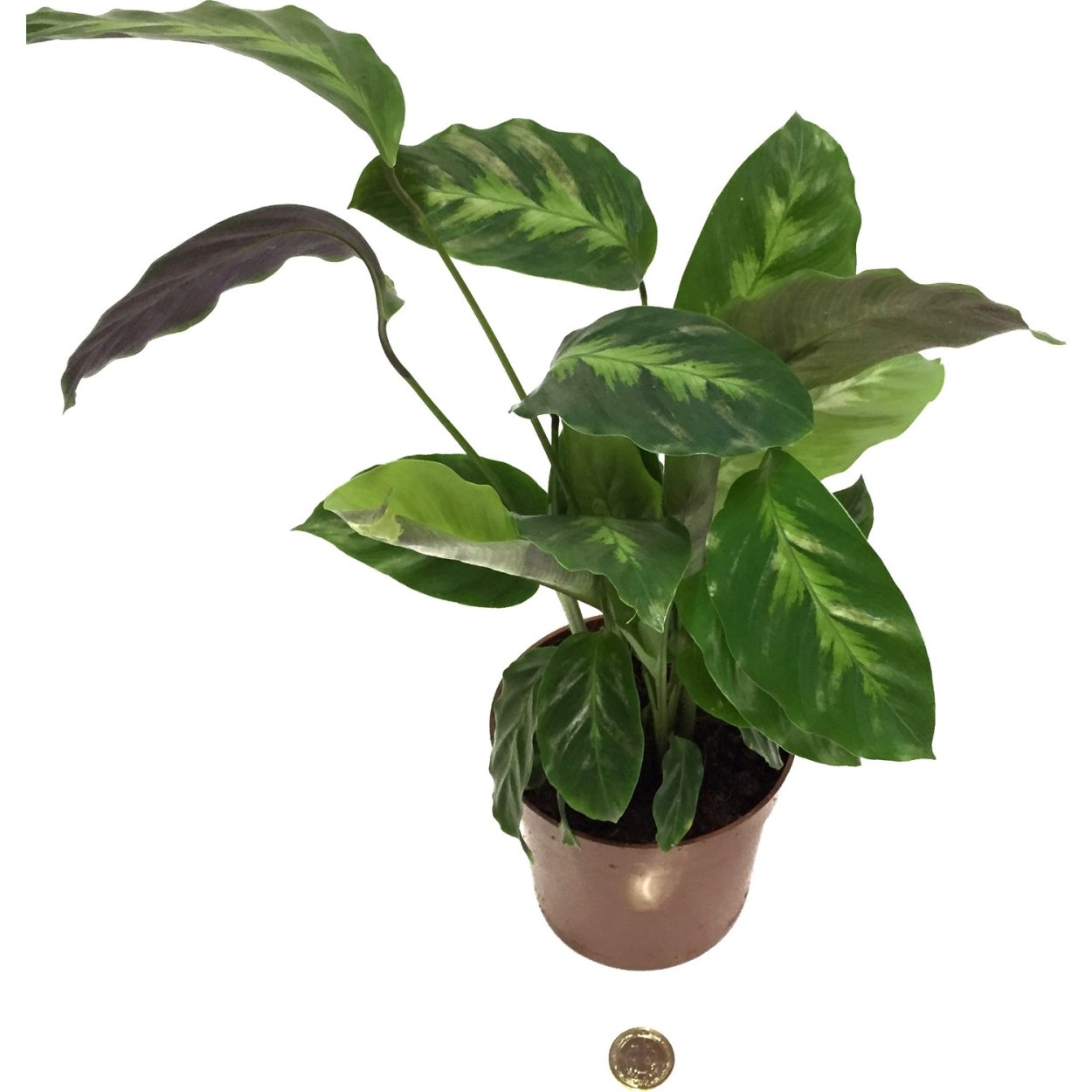 Калатея ванденчески