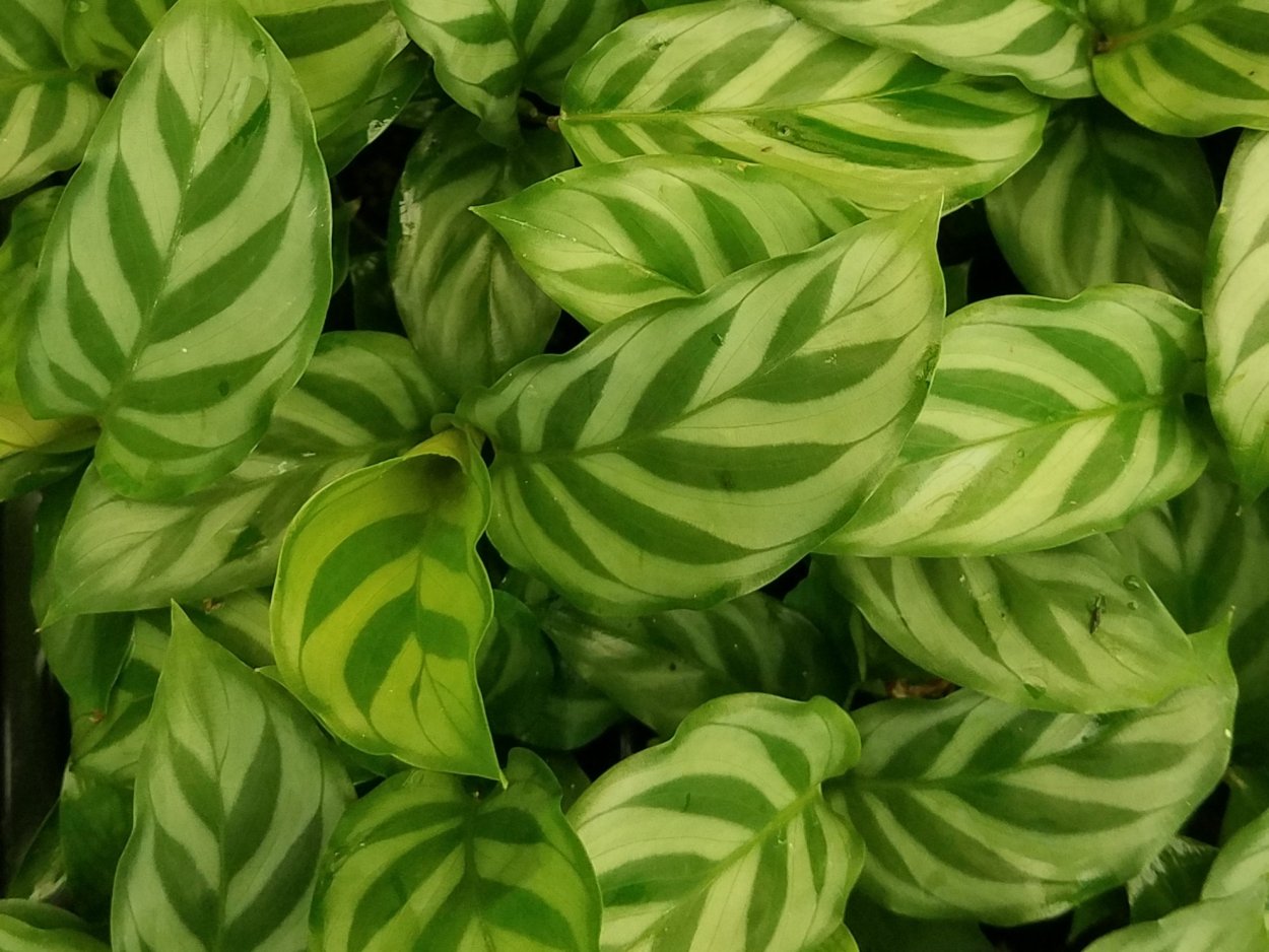 Калатея Луизы (Calathea louisae