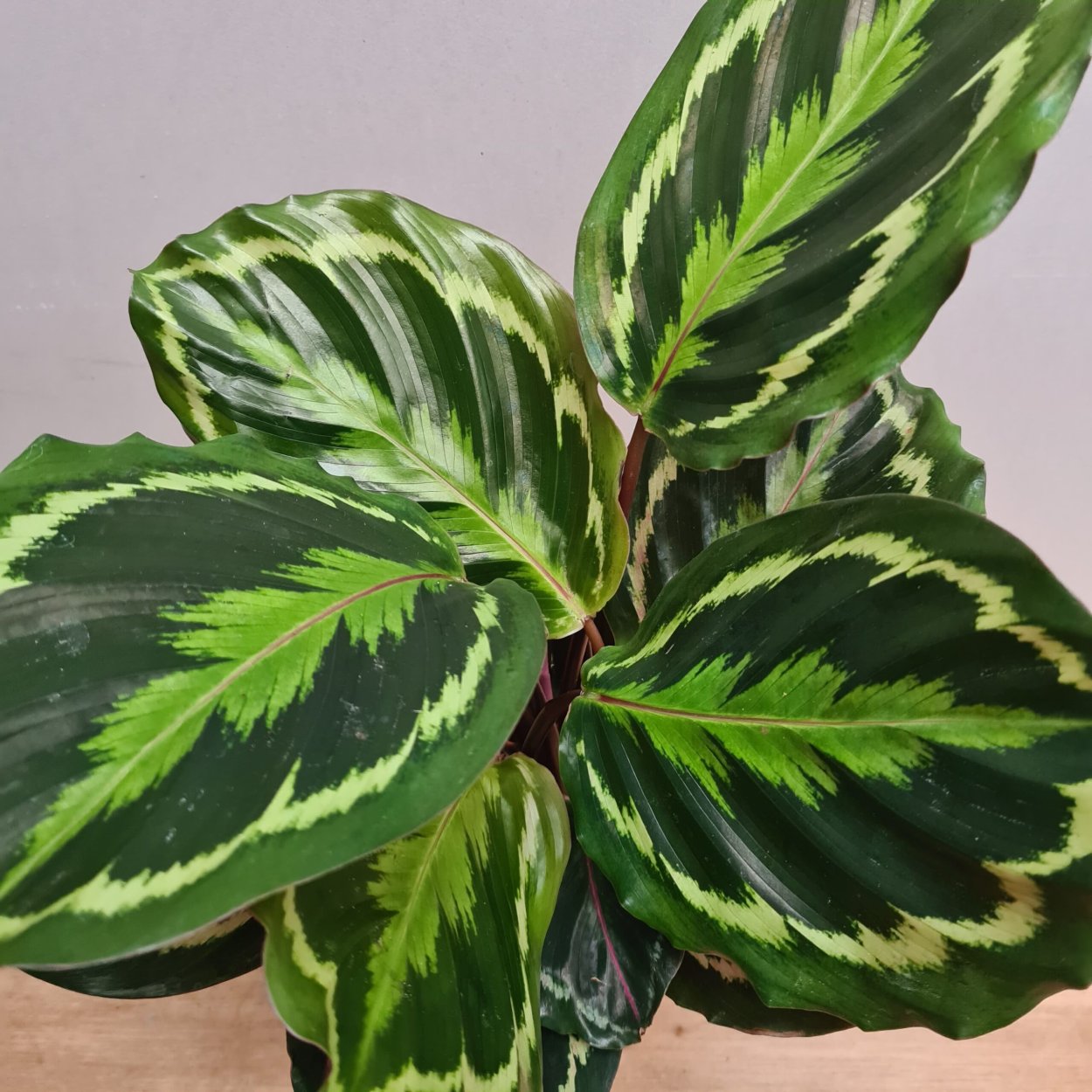 Калатея Элгерграсс