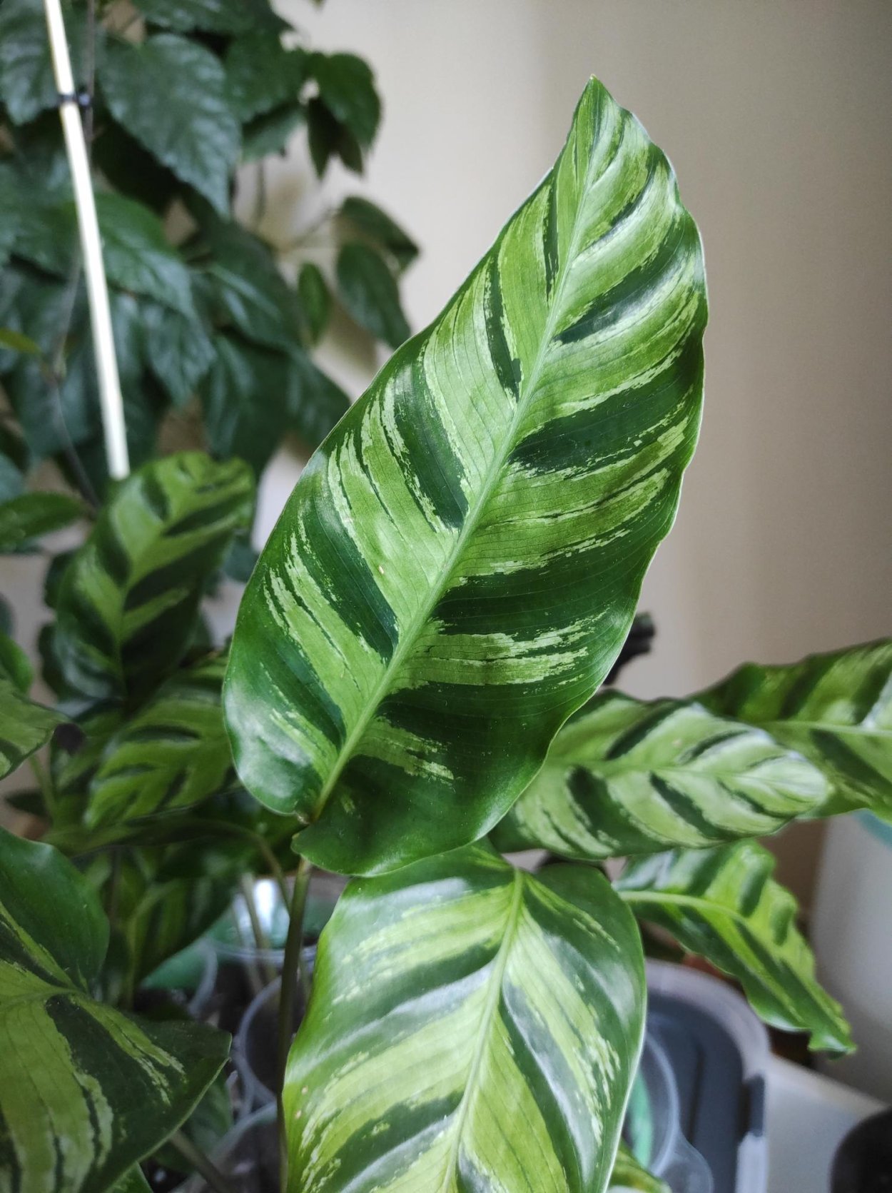 Калатея литце Calathea lietzei
