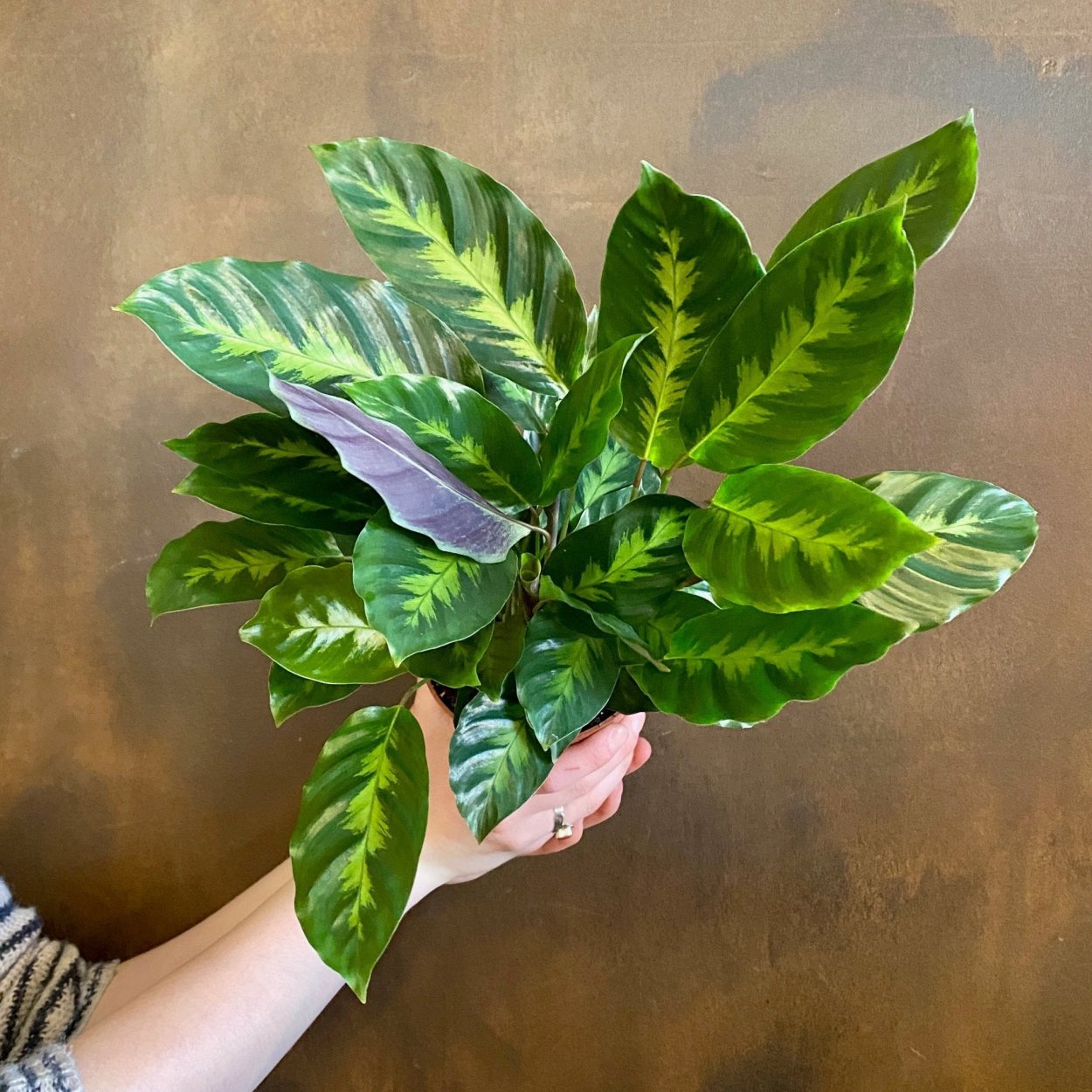 Калатея White Star