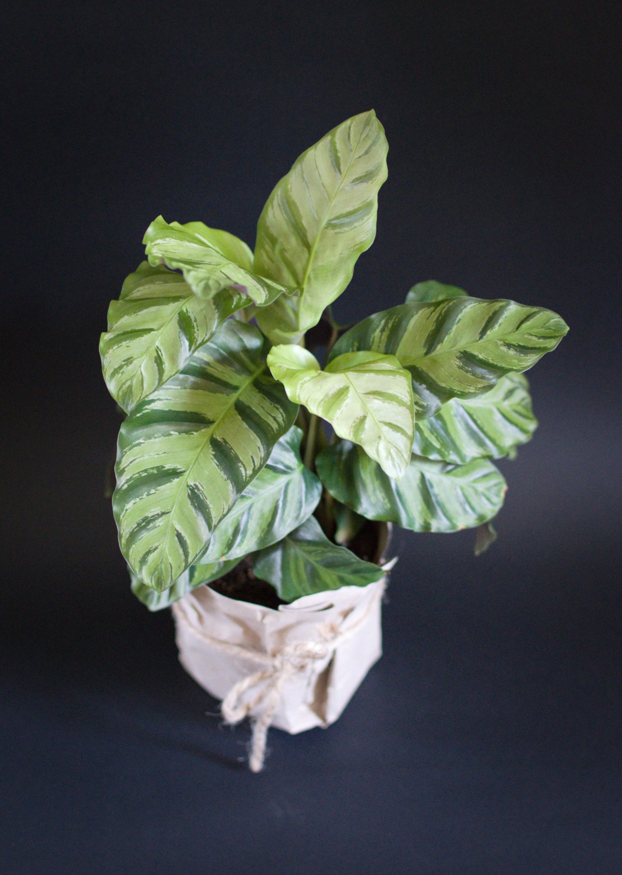 Калатея Макоя