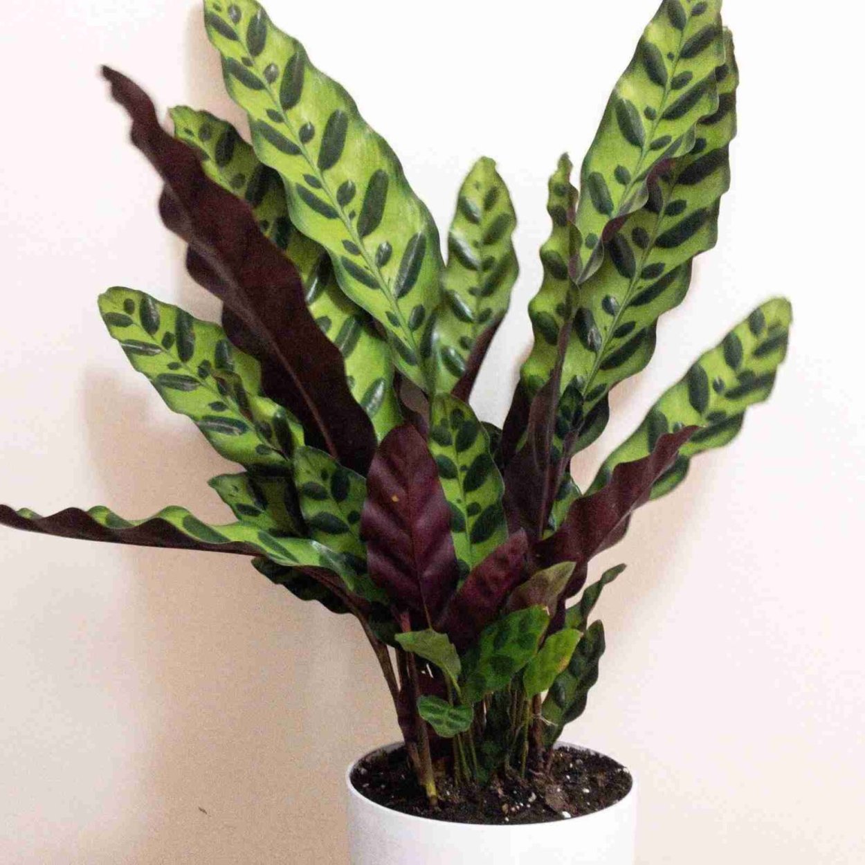 Калатея Фредди Calathea Freddie