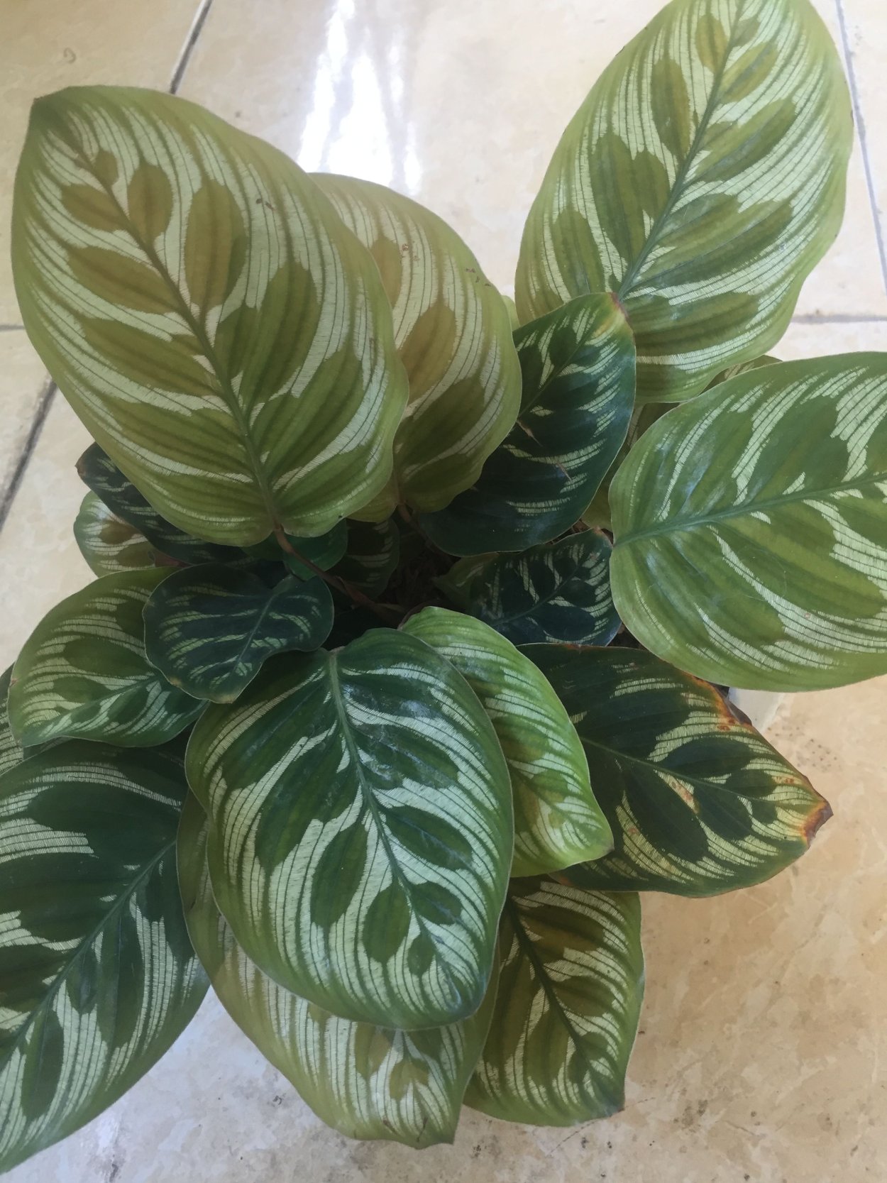 Калатея розеопикта Грин