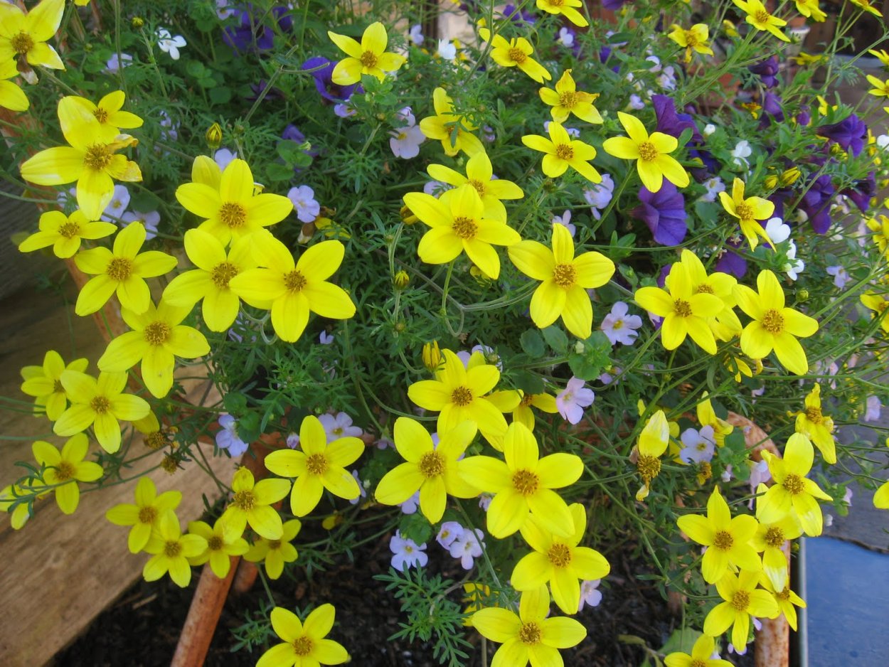 Вербена биденс лобелия