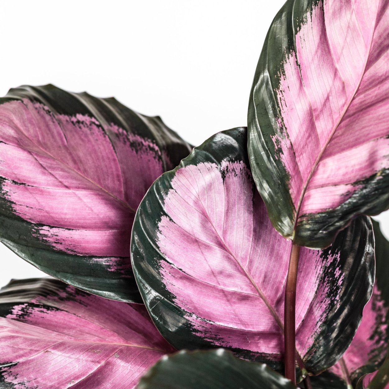 Калатея марантовые