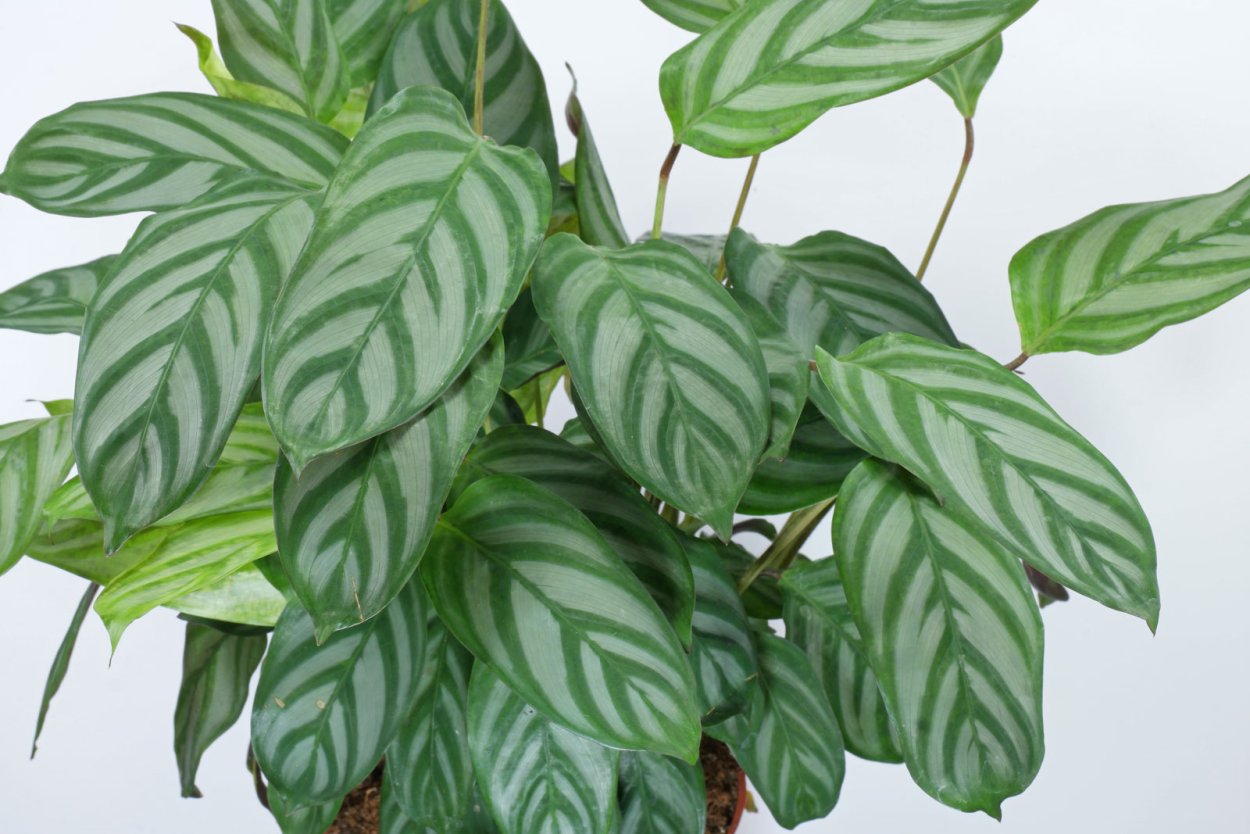 Калатея серебристая