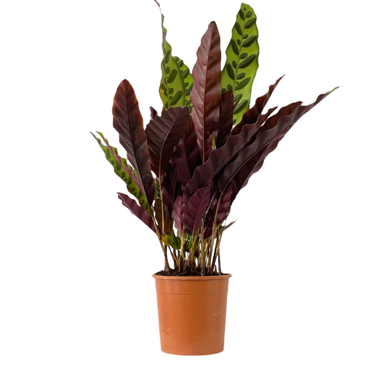 Калатея зебрина и Варшевича