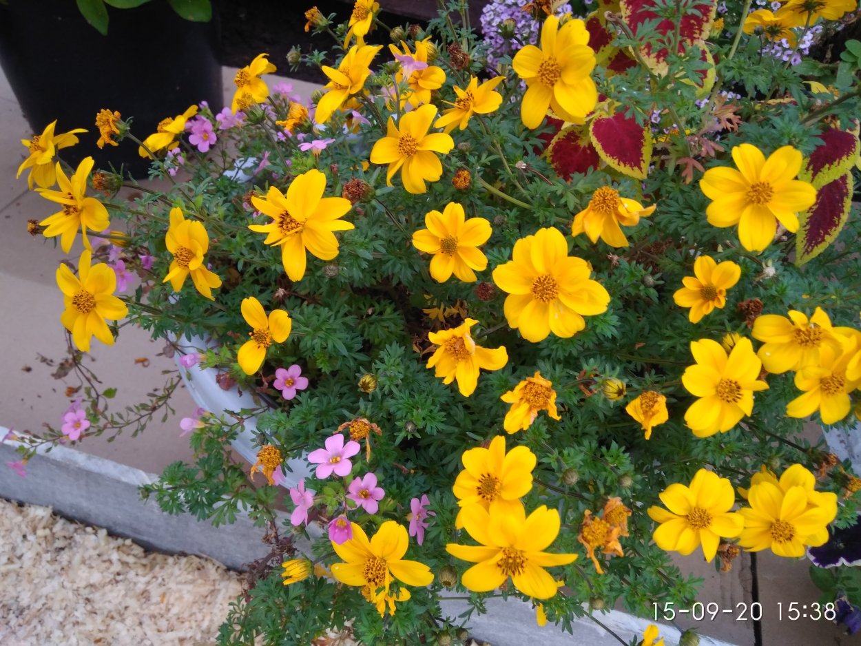 Биденс Лимончелло