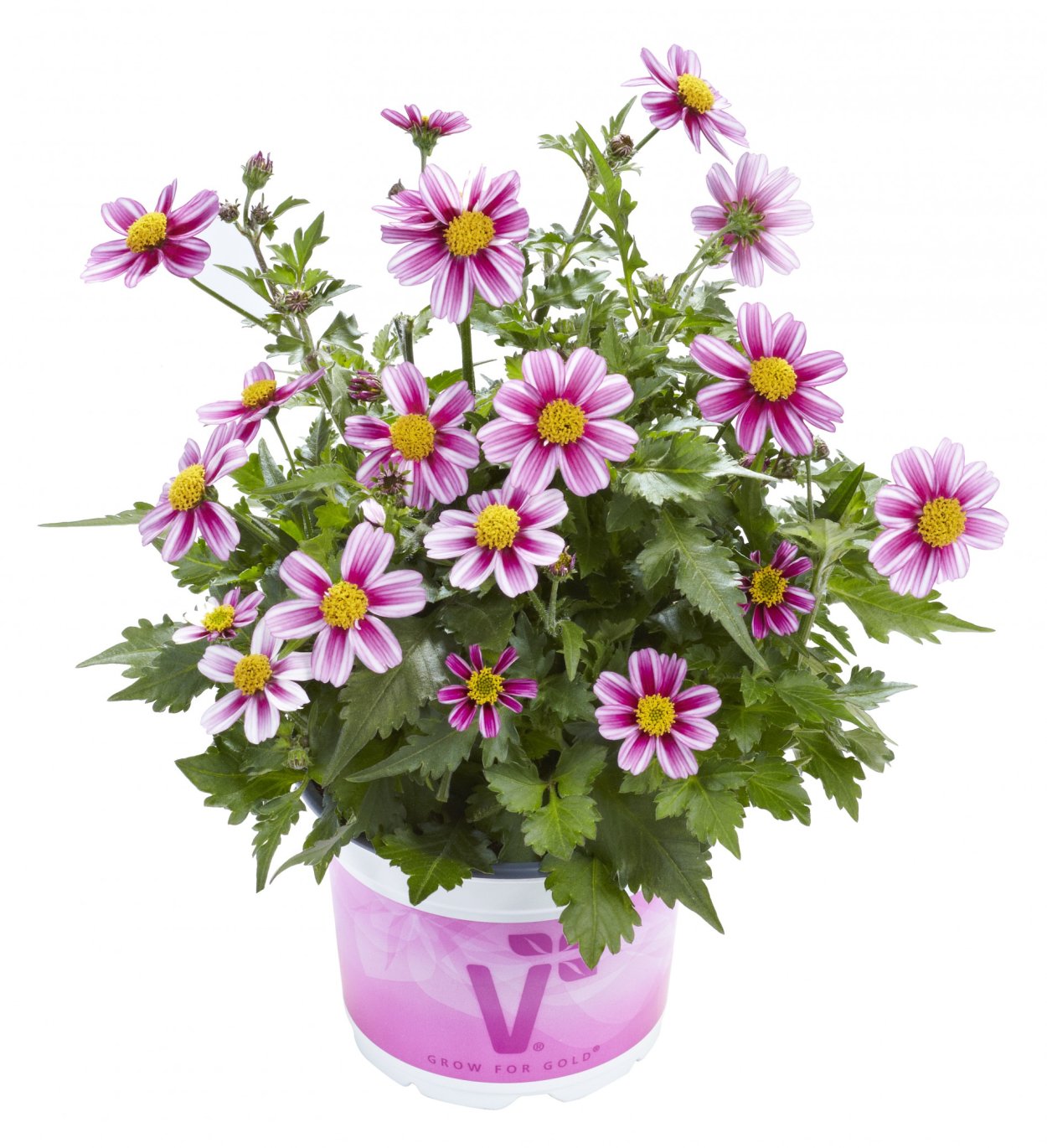 Биденс Pink Princess