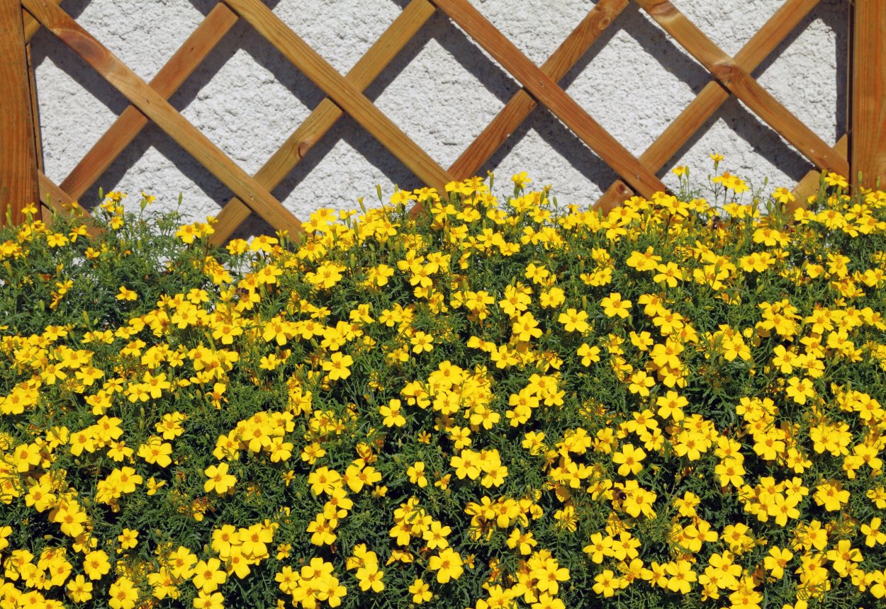 Вербена биденс лобелия