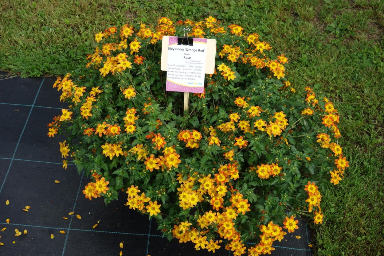 Биденс bidy Boom Fireside