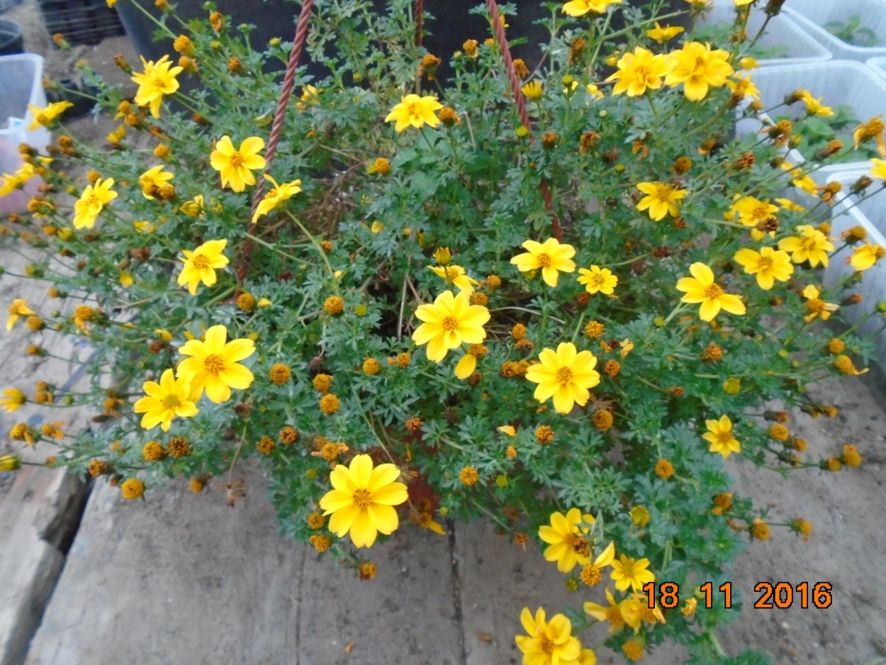 Биденс Пылающий костер