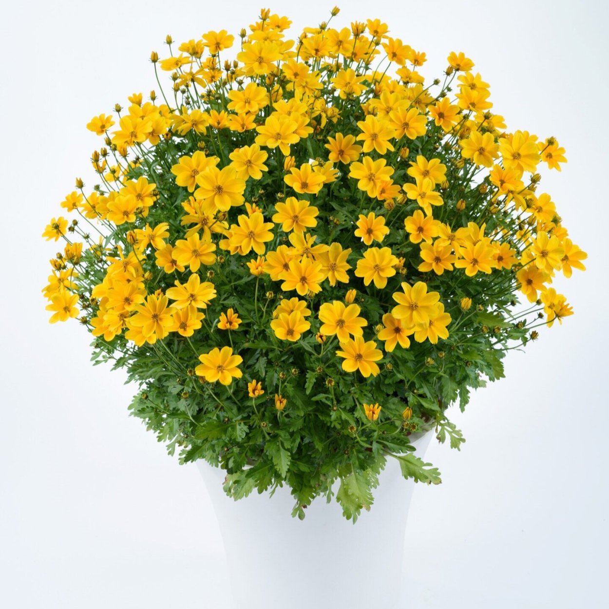 Биденс Bidens Golden Empire