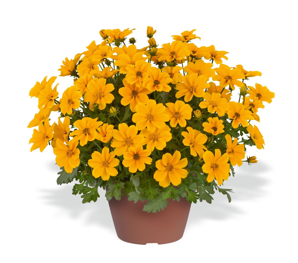 Биденс Bidens Golden Empire