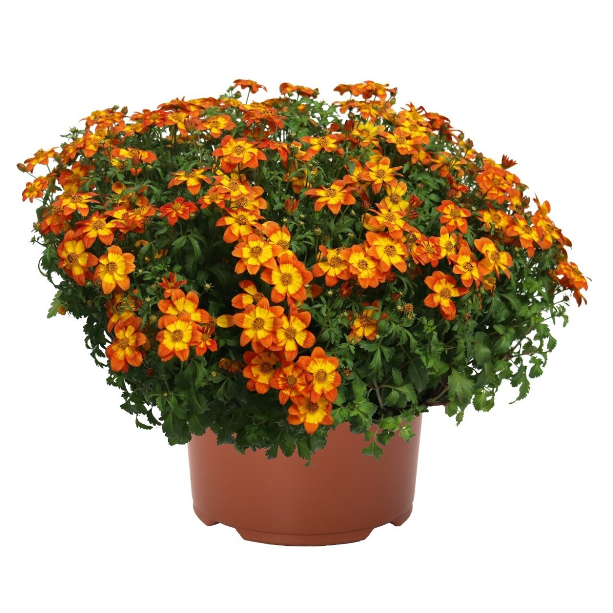 Биденс вегетативный