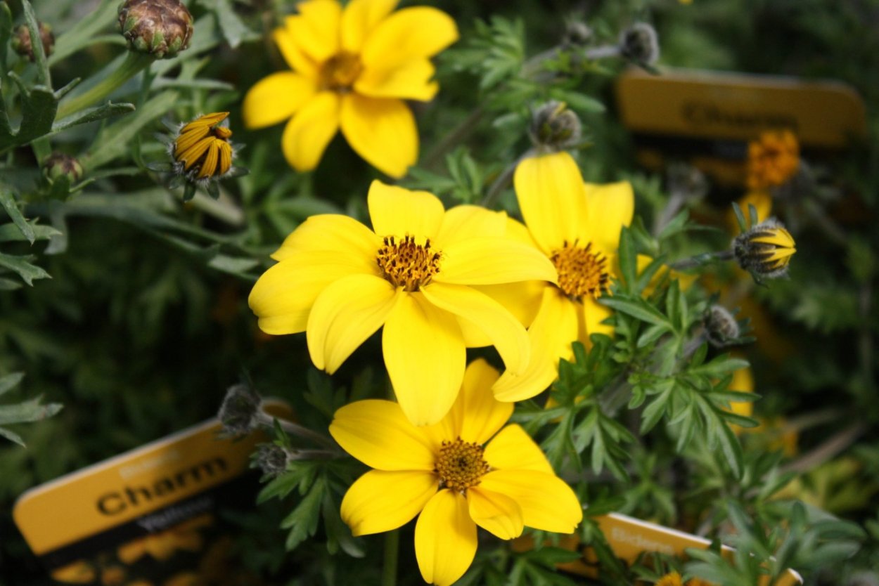 Санвиталия распростертая