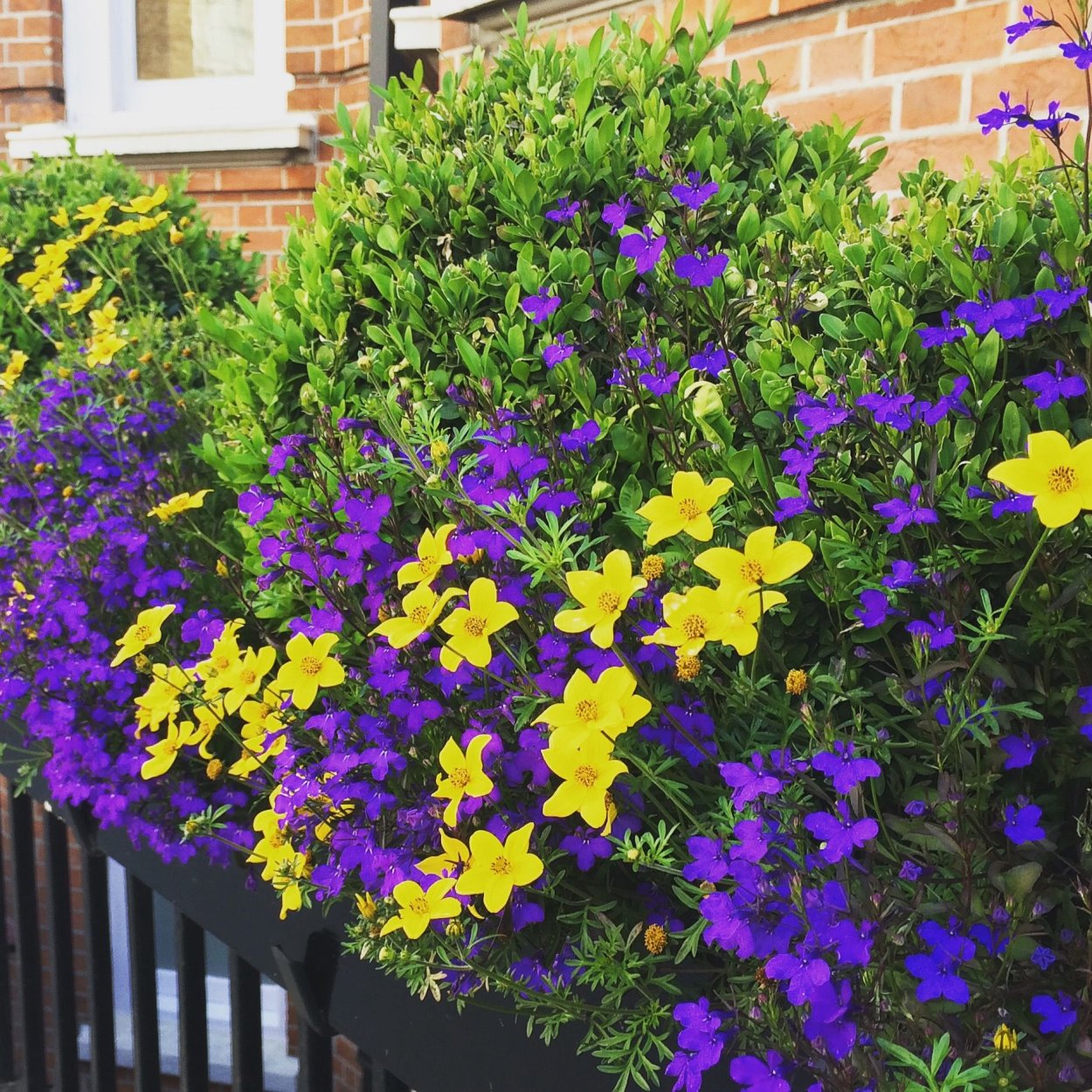 Биденс Sir Francis