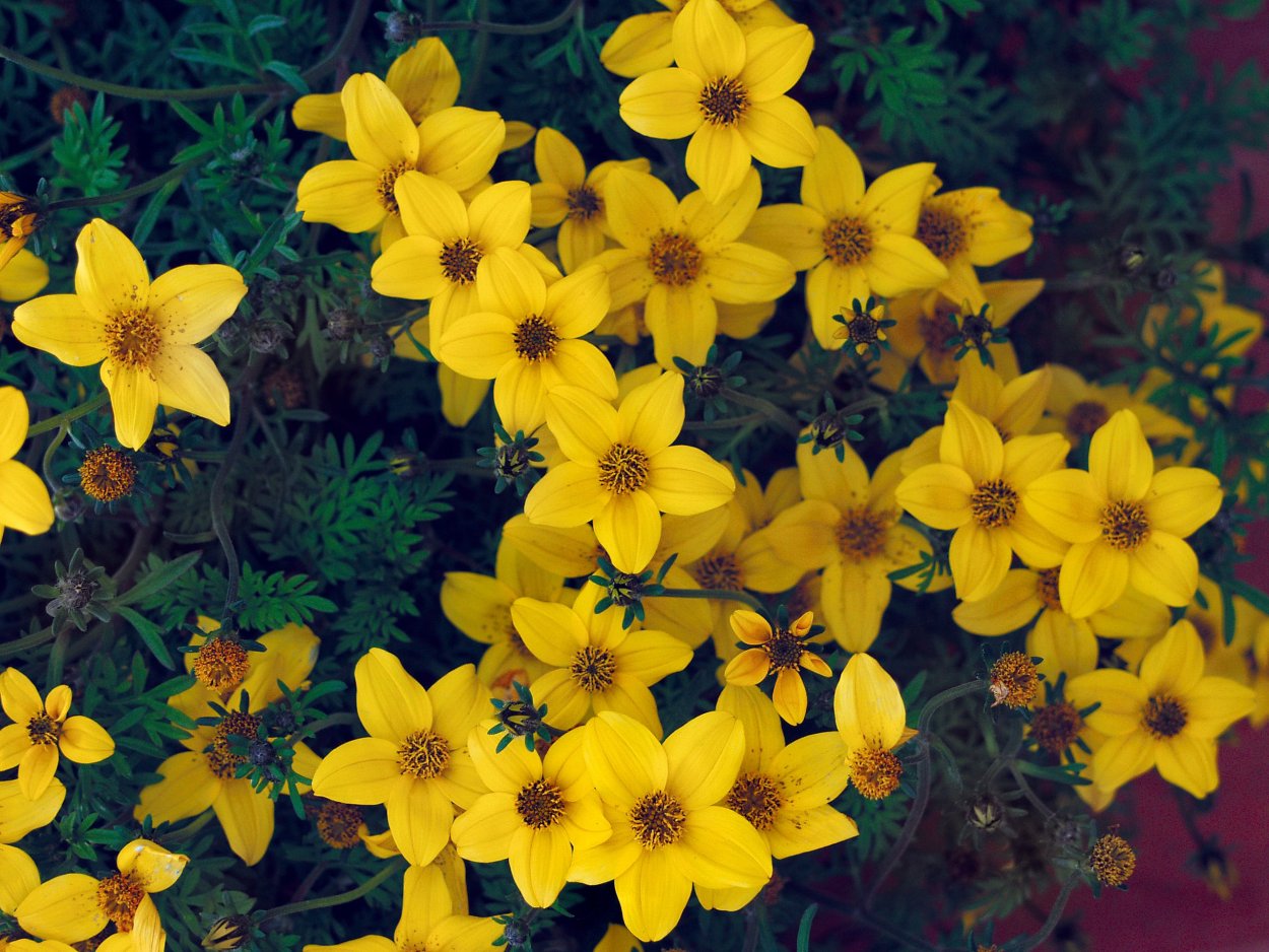 Кореопсис однолетний биденс