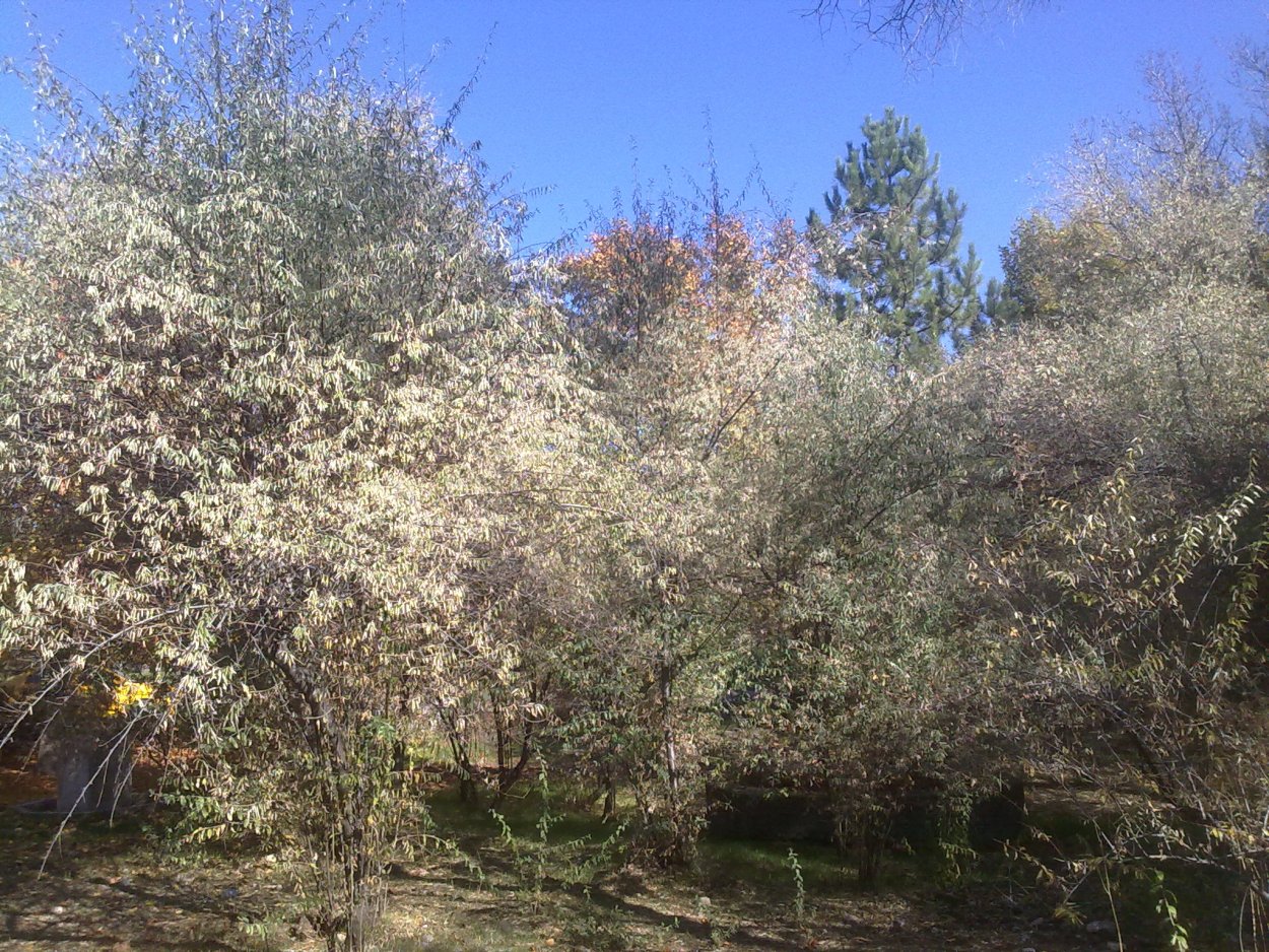 Джида дерево