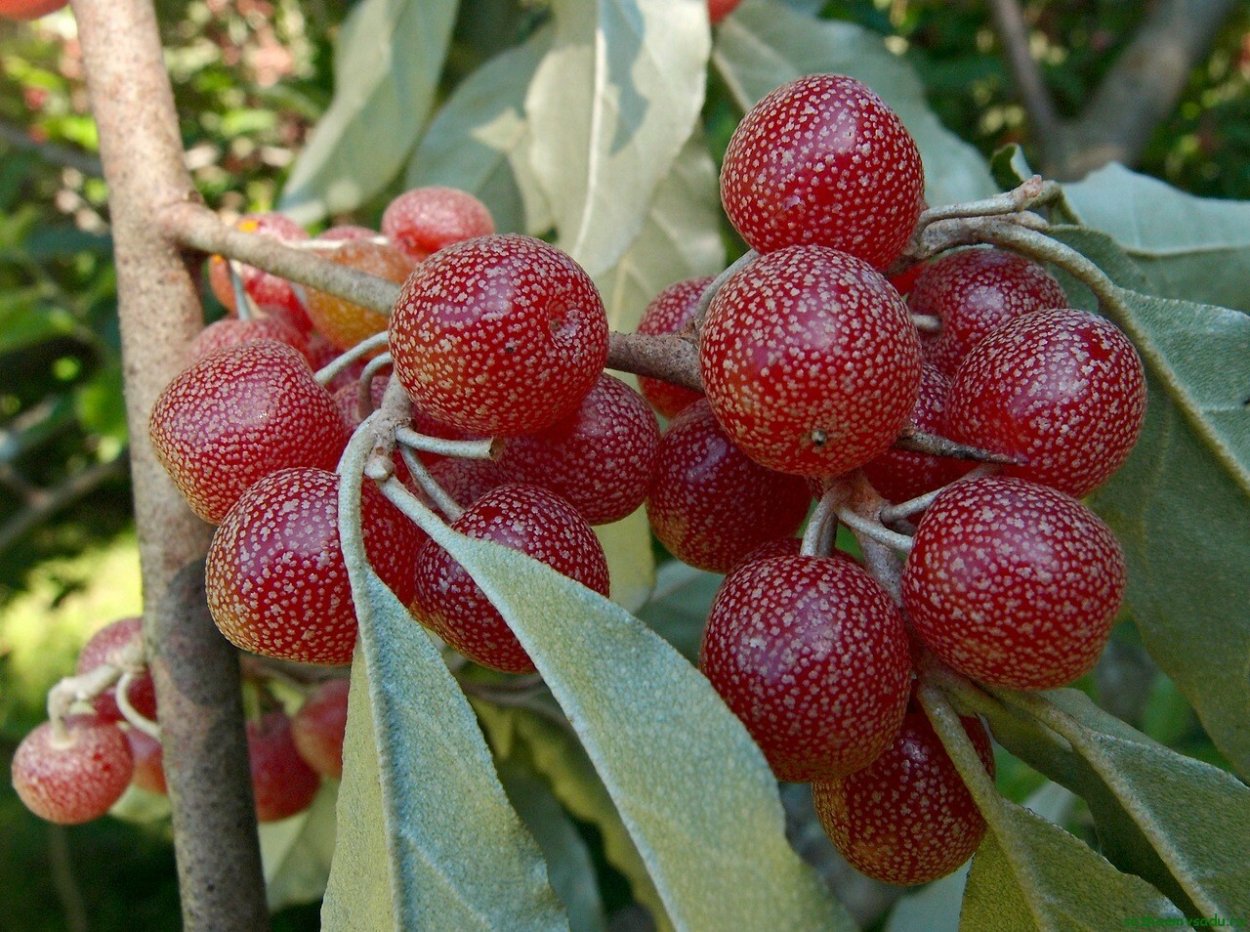Elaeagnus oxycarpa
