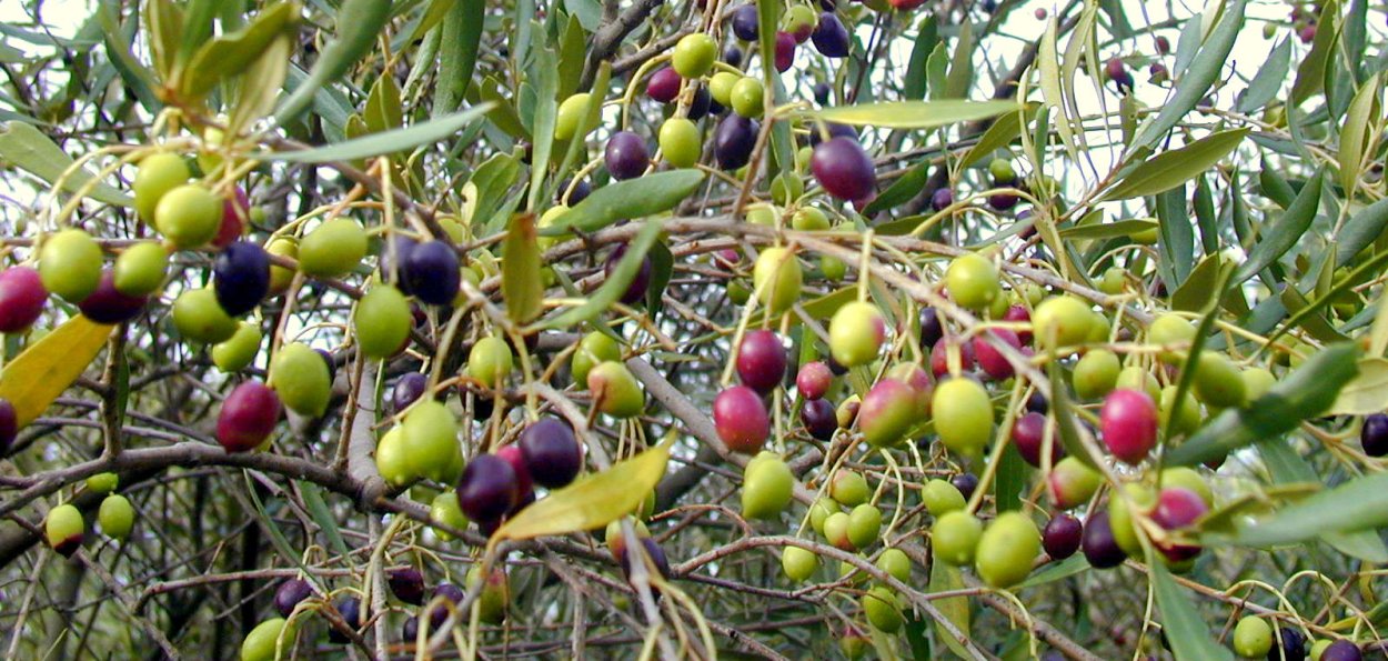 Красная облепиха шефердия