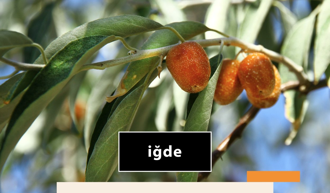 Пшат армянская ягода