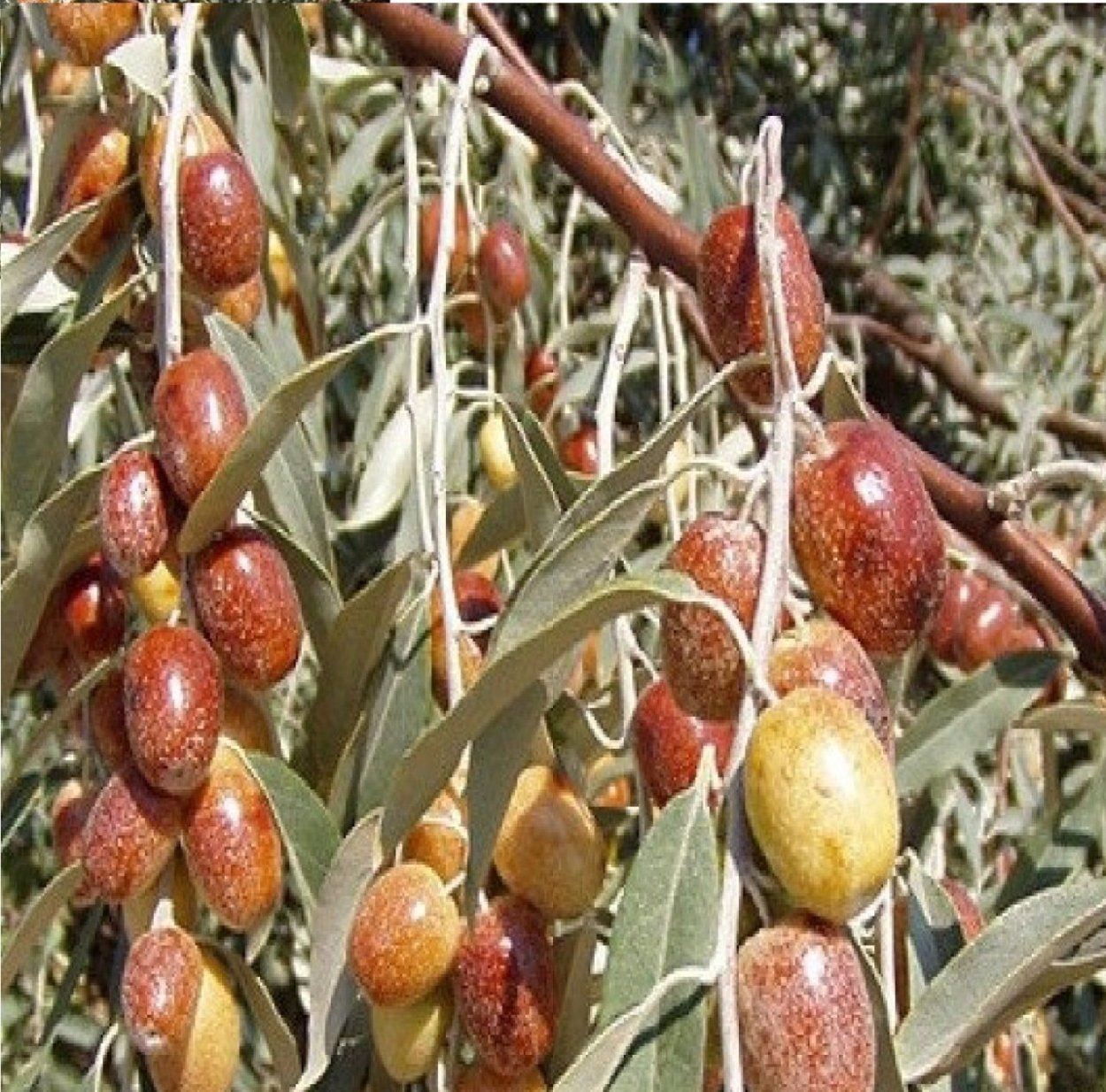 Серебристый лох джигида