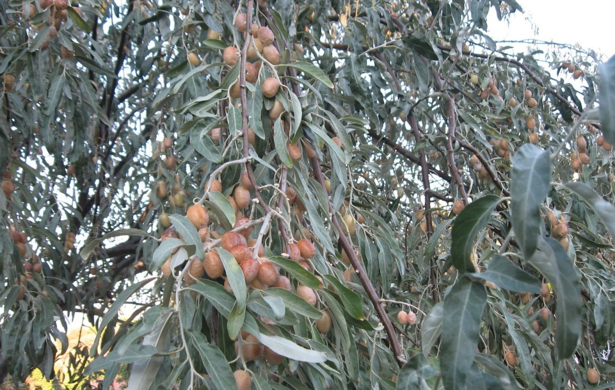 Дерево армянский пшат