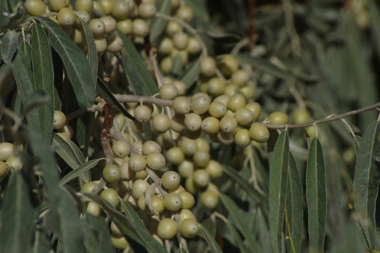 Elaeagnus angustifolia растение