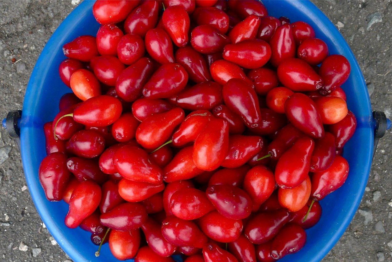 Серебристый лох унаби