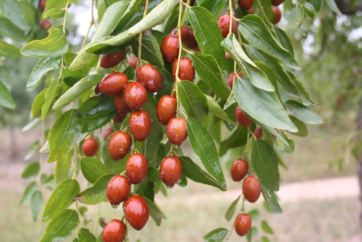 Лох узколистный (Дикая маслина)