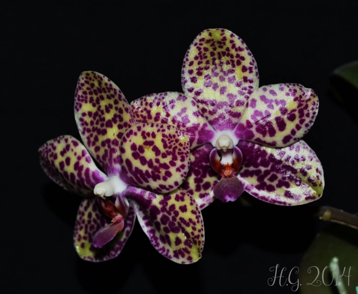 Орхидея фаленопсис сорта