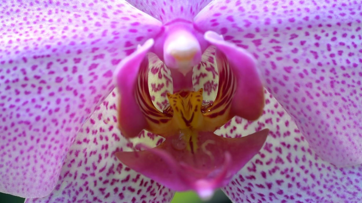 Сиреневая Орхидея фаленопсис