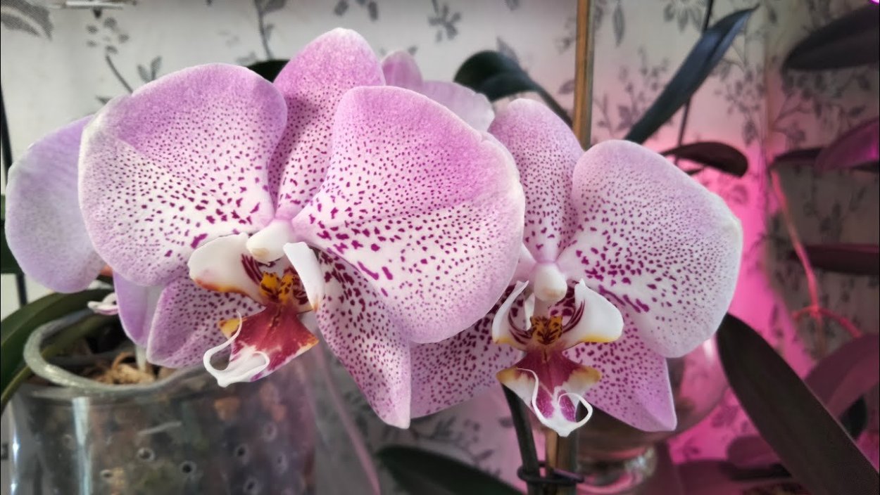Орхидея Phalaenopsis Джиллиан