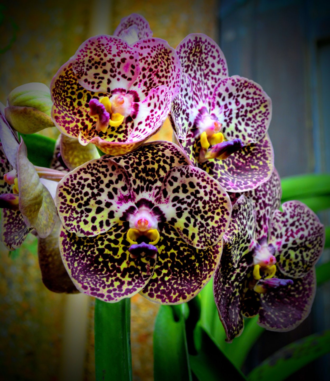 Фаленопсис Везувий