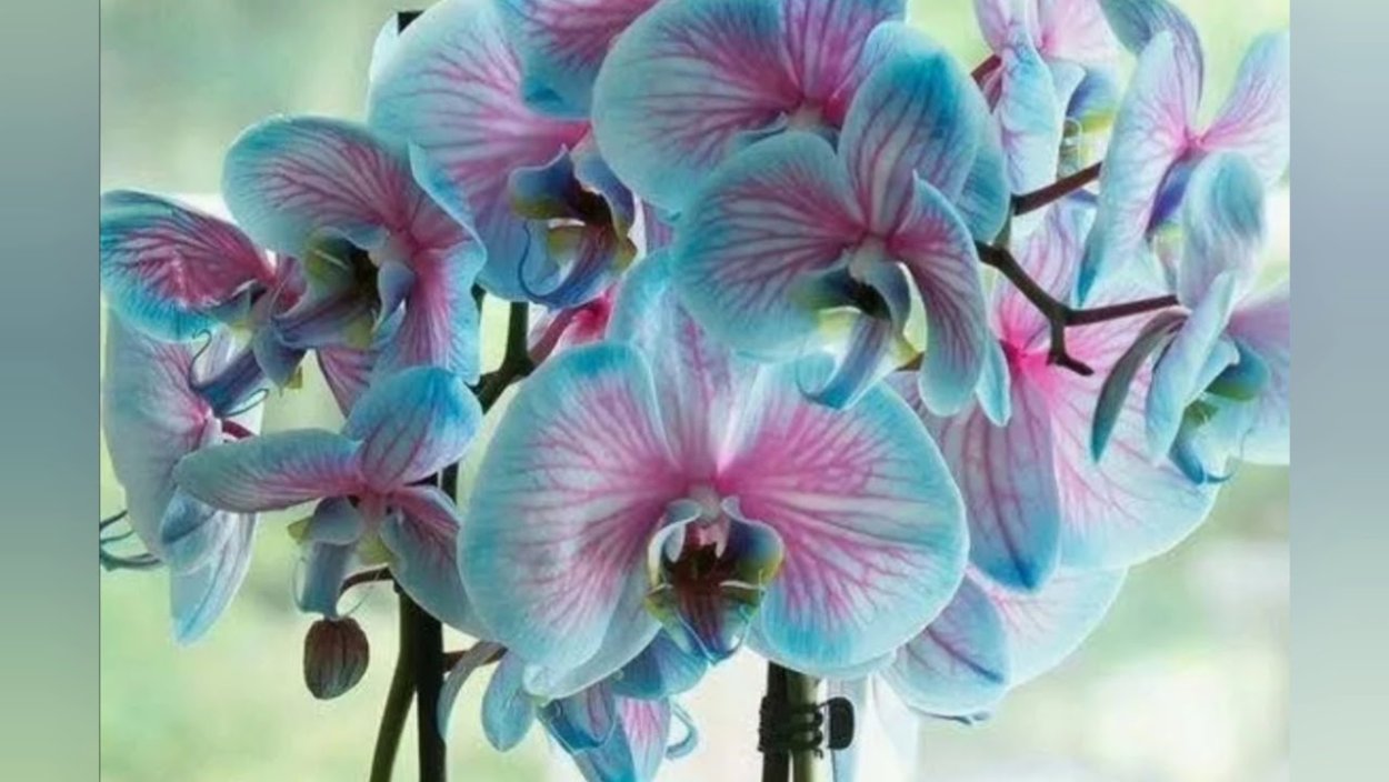Орхидея Phalaenopsis Arlekin