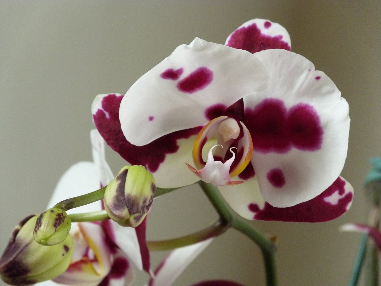 Phal. Miki Meteor '121'