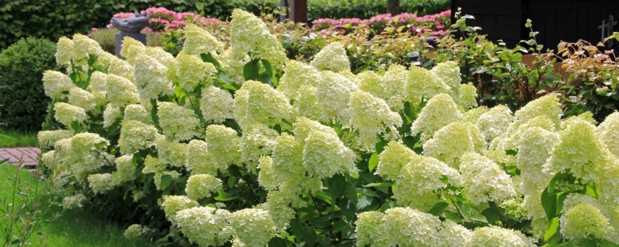 Черенкование гортензии метельчатой