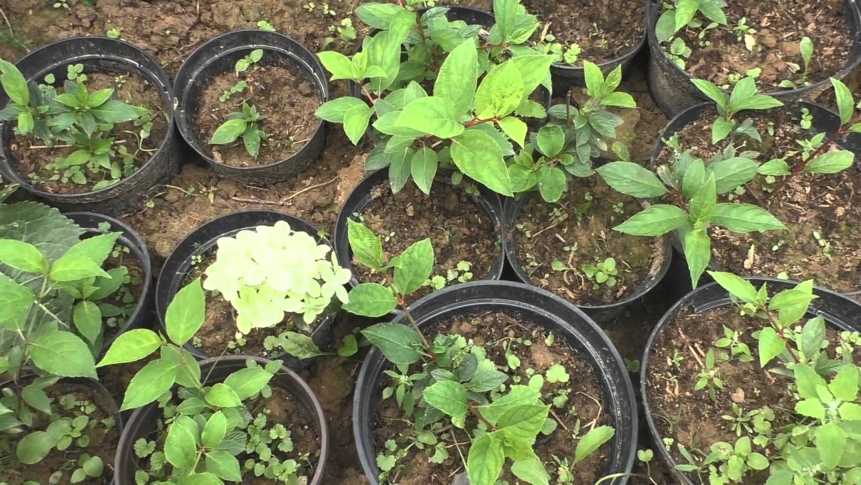 Гортензия метельчатая Росток