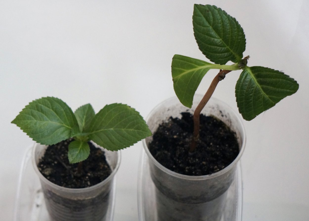 Укорененные отводки гортензии