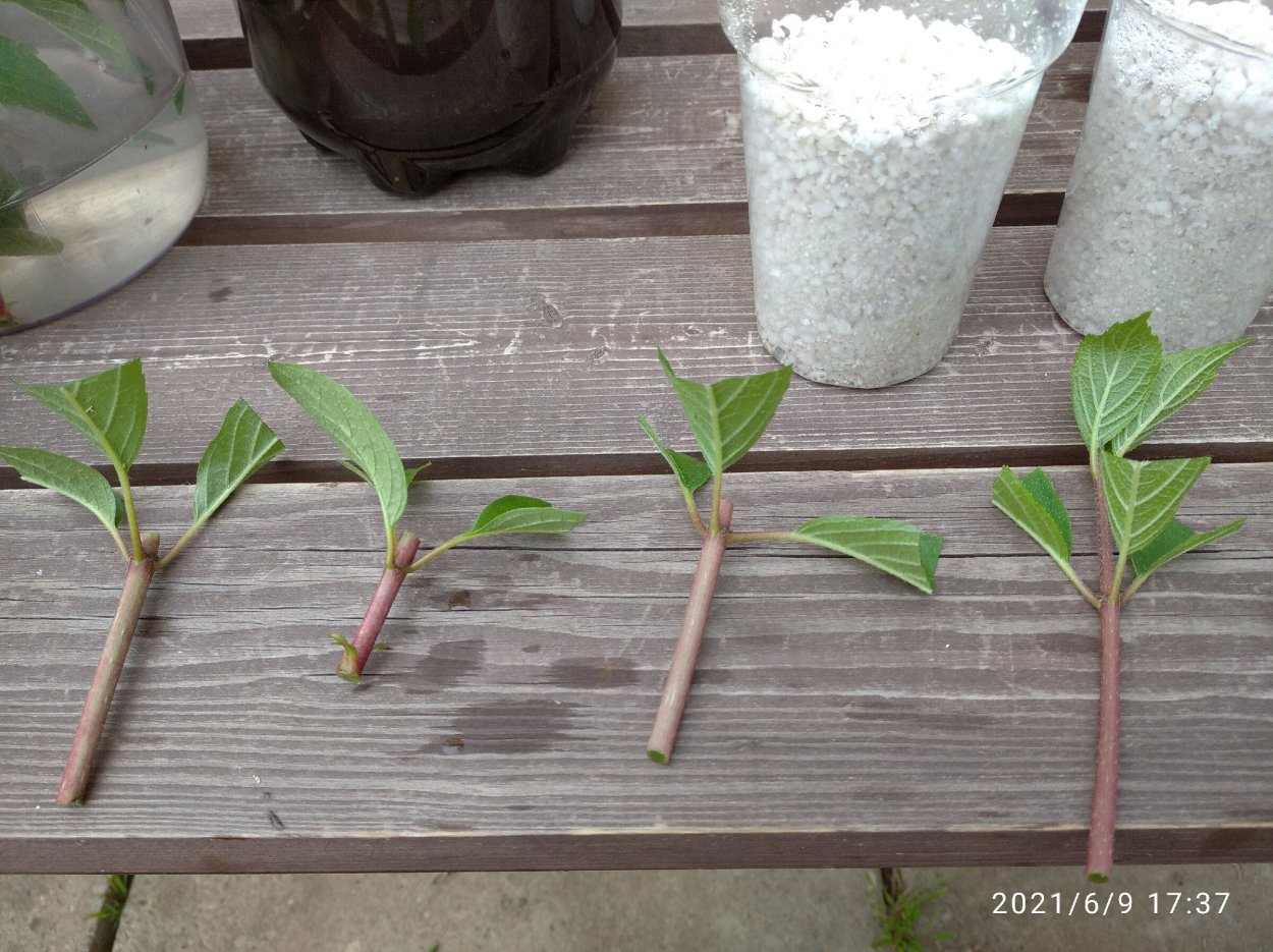 Гортензия древовидная Лаймлайт