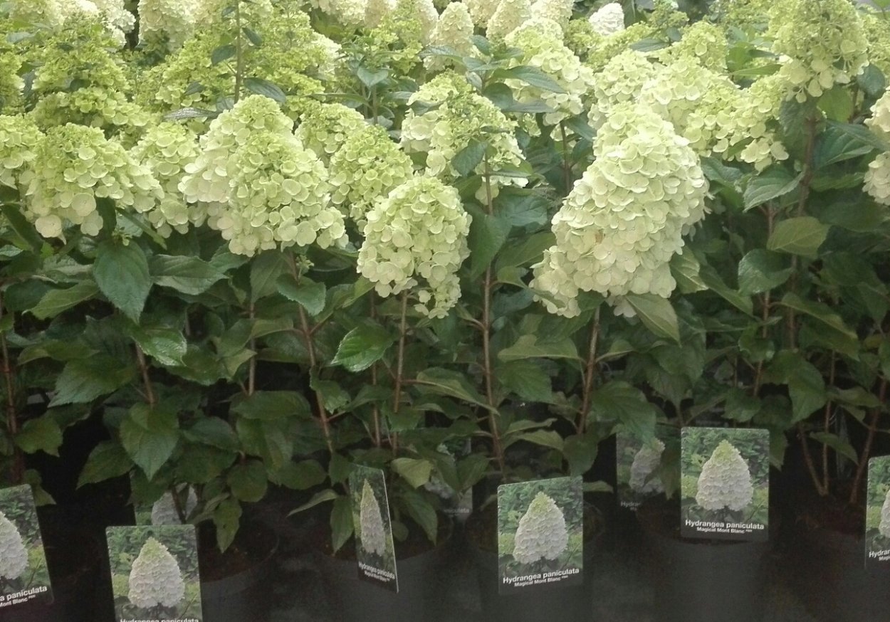Гортензия Мэджикал Монблан