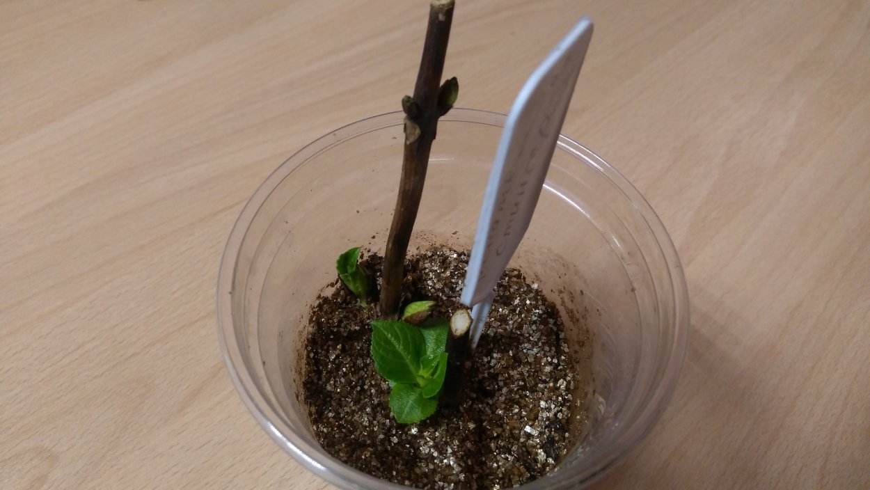 Черенки метельчатой гортензии