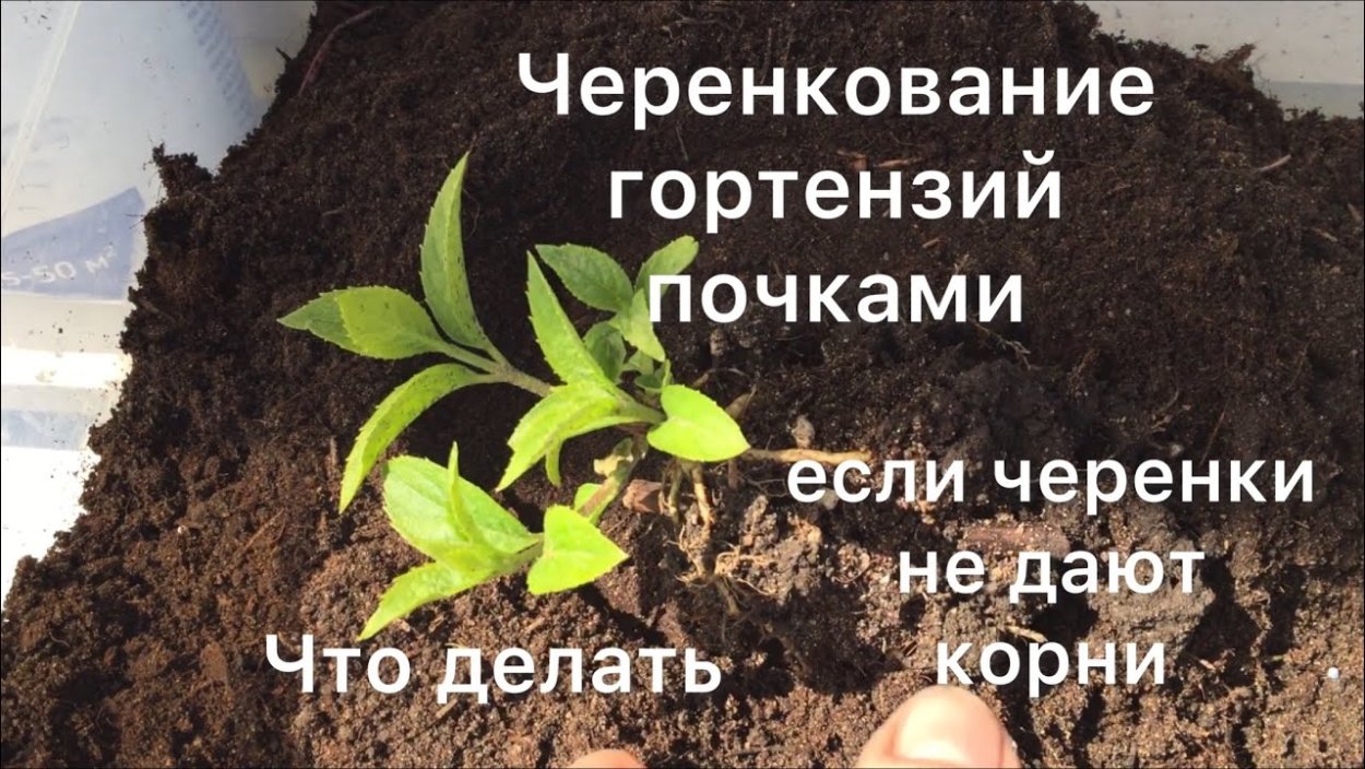 Гортензия метельчатая Ванилла