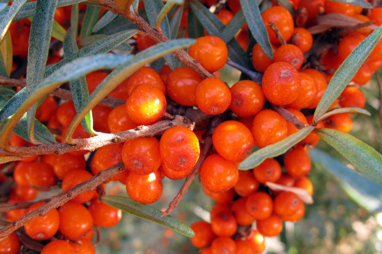 Калина оранжевая ягода