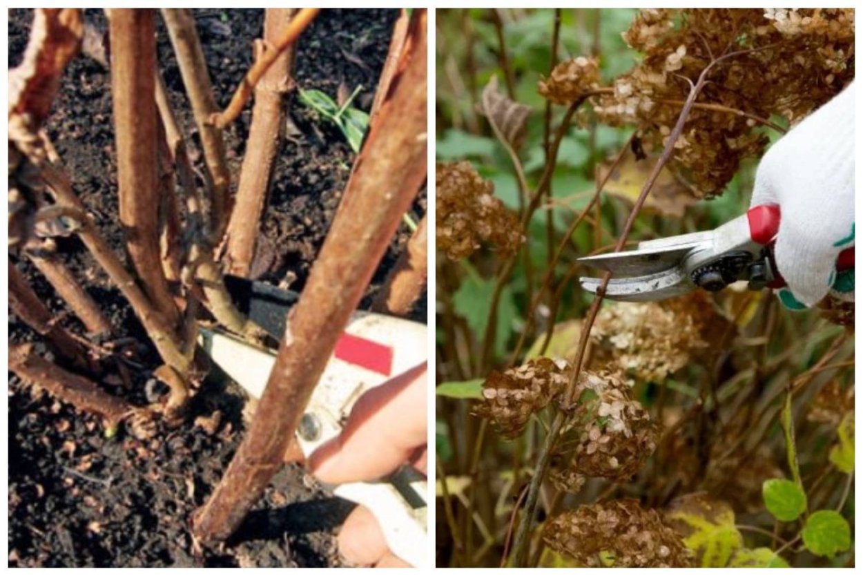 Каллюс на черенках гортензии