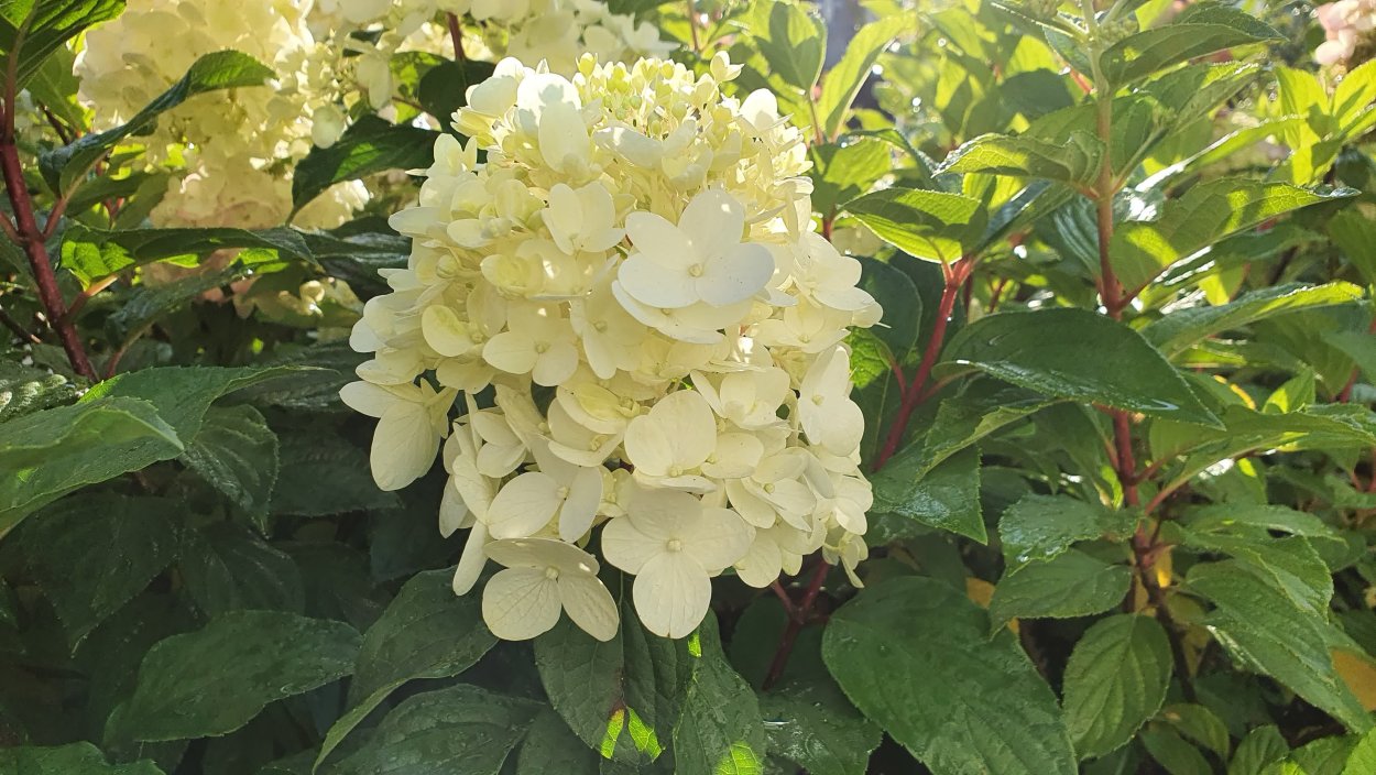 Гортензия размножается черенками