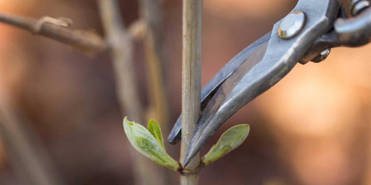 Деление куста метельчатой гортензии весной